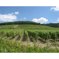 À la découverte de nos vignobles - Coffret Cadeau Gastronomie