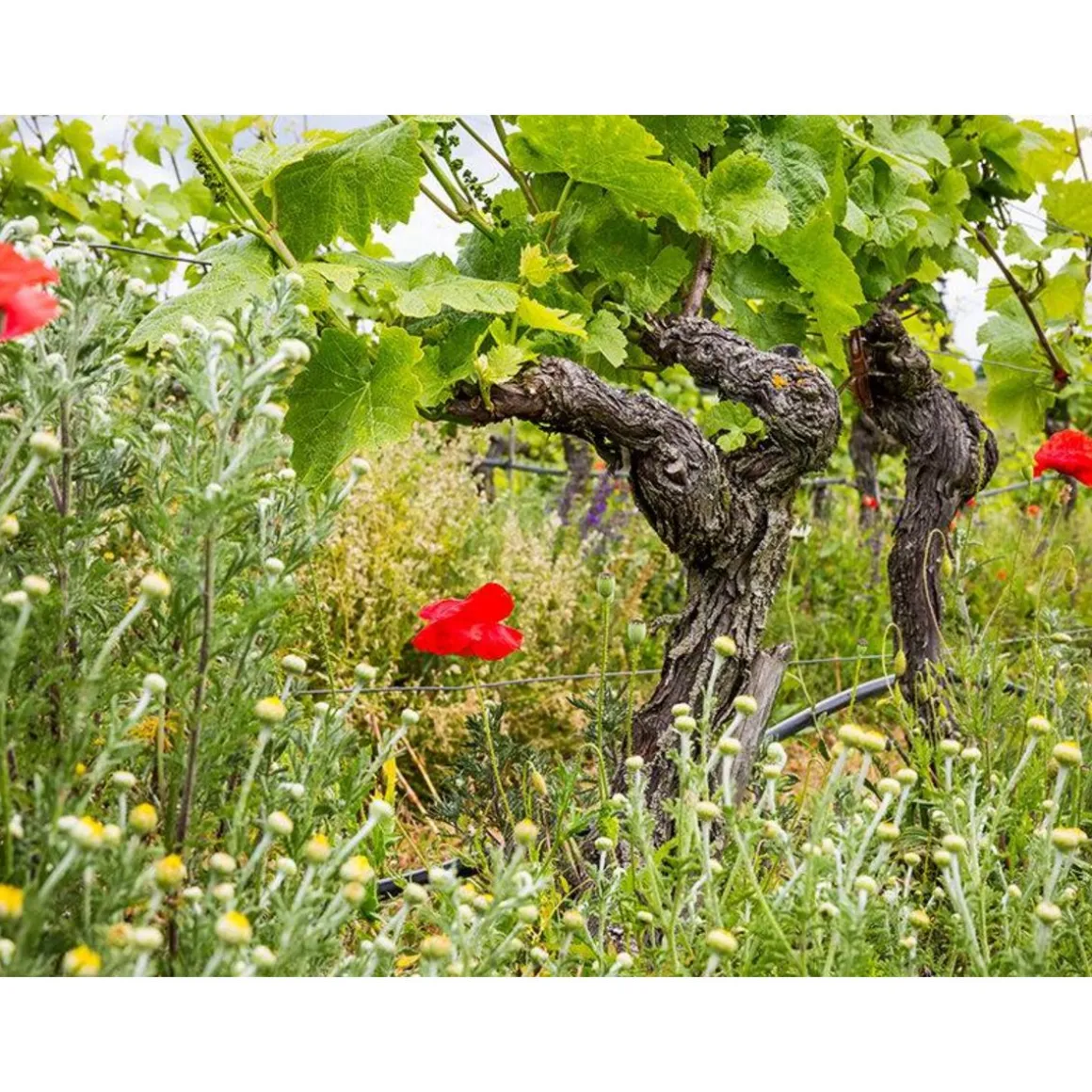 Balade à vélo de 4h avec dégustation de vins au pays de Neuchâtel - Coffret Cadeau Sport & Aventure