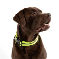 Collier Pour Chien Bande Réfléchissante 65cm Jaune