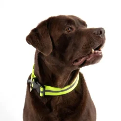Collier Pour Chien Bande Réfléchissante 35cm Jaune