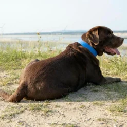 Collier pour Chien Rafraîchissant 34cm Bleu