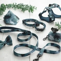 Collier pour Chien Réglable Eden 35cm Bleu