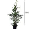 Cyprès de leyland (Cupressocyparis Leylandii) - Pot de 3L - H/60-80cm