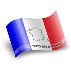 Cyprès de leyland (Cupressocyparis Leylandii) - Pot de 3L - H/60-80cm