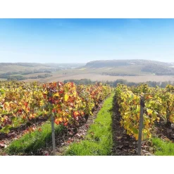 Dégustation de champagne et visite de domaine dans la Marne - Coffret Cadeau Gastronomie