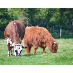 Golf au milieu des animaux et des champs pour 3 en Normandie - Coffret Cadeau Sport & Aventure