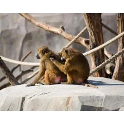 Journée fascinante au Parc Zoologique de Paris pour 1 adulte et 2 enfants - Coffret Cadeau Sport & Aventure