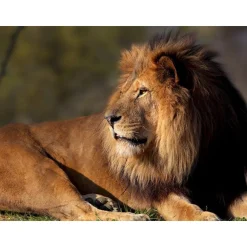 Journée fascinante au Parc Zoologique de Paris pour 1 adulte et 2 enfants - Coffret Cadeau Sport & Aventure