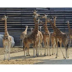 Journée fascinante au Parc Zoologique de Paris pour 2 adultes - Coffret Cadeau Sport & Aventure