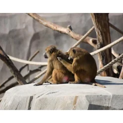 Journée fascinante au Parc Zoologique de Paris pour 2 adultes - Coffret Cadeau Sport & Aventure