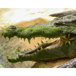 Journée passionnante à la Ferme aux Crocodiles, près d'Avignon pour 1 adulte et 2 enfants - Coffret Cadeau Sport & Aventure