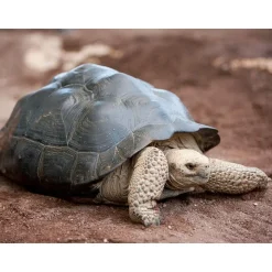Journée passionnante à la Ferme aux Crocodiles, près d'Avignon pour 1 adulte et 2 enfants - Coffret Cadeau Sport & Aventure
