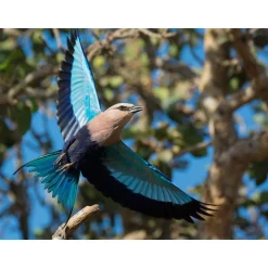 Journée passionnante à la Ferme aux Crocodiles, près d'Avignon pour 1 adulte et 2 enfants - Coffret Cadeau Sport & Aventure