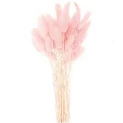 Lagurus séchés rose - 45 cm