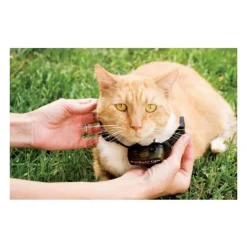 PETSAFE Collier supplementaire Special Chat