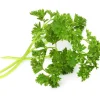 Recharge jardin d'intérieur Persil frisé BIO