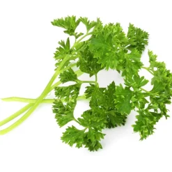 Recharge jardin d'intérieur Persil frisé BIO