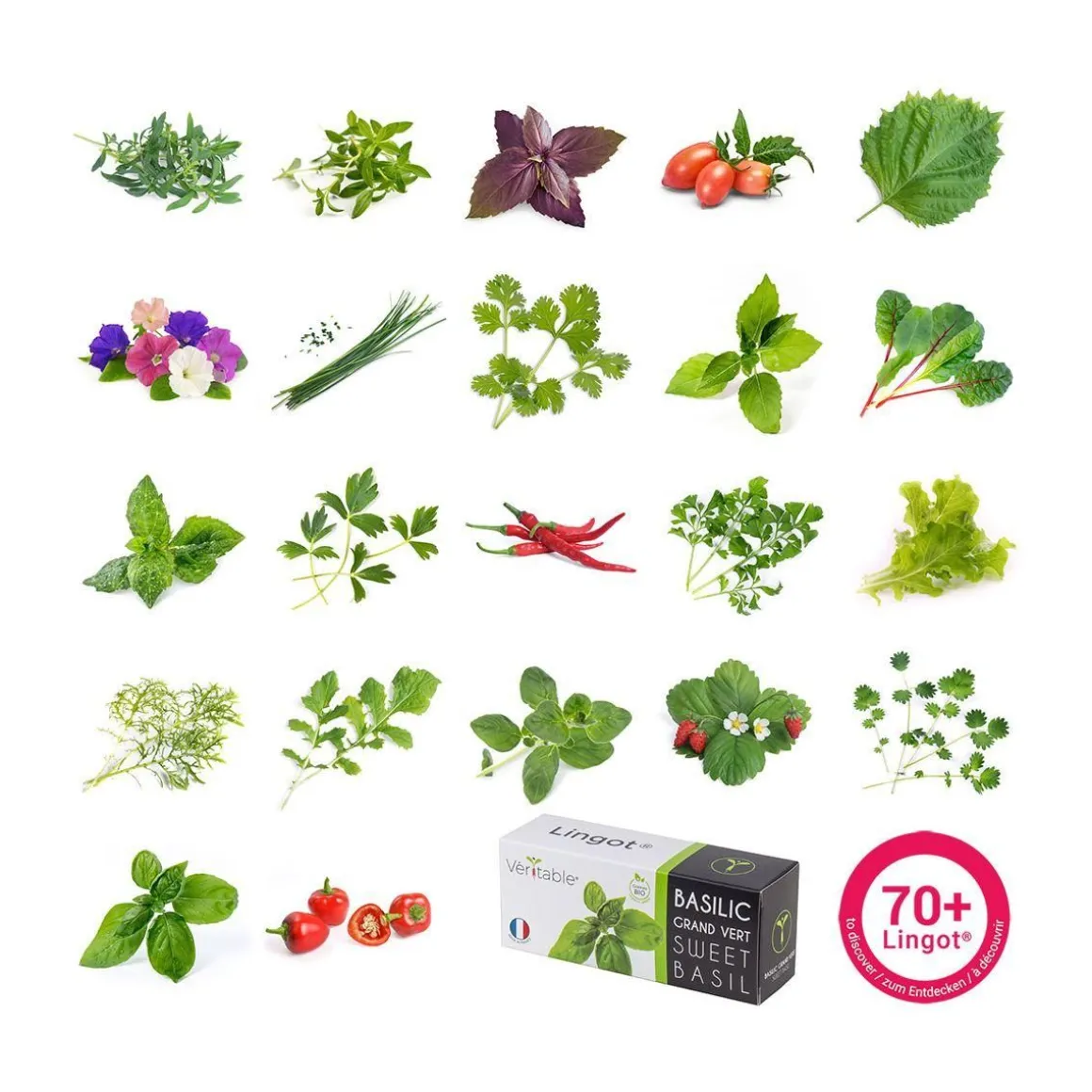 Recharge jardin d'intérieur Origan BIO