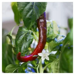 Recharge jardin d'intérieur Mini Piments