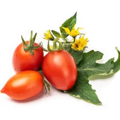 Recharge jardin d'intérieur mini tomate rouge