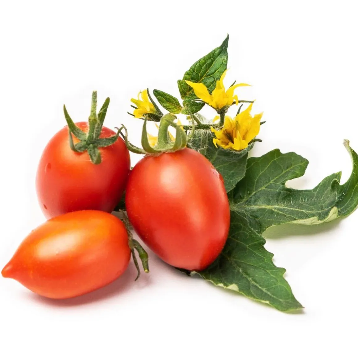 Recharge jardin d'intérieur mini tomate rouge