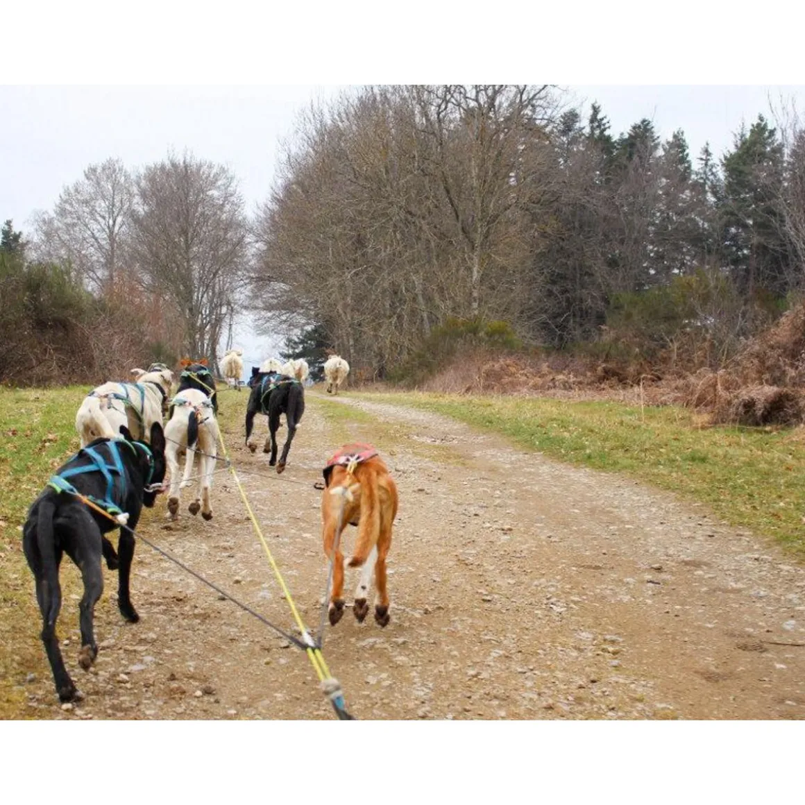 Séjour au poil : 2 jours en gîte avec balade en Cani-Kart en famille près de Clermont-Ferrand - Coffret Cadeau Séjour