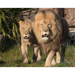 Séjour au ZooParc de Beauval en 2025 - Coffret Cadeau Séjour