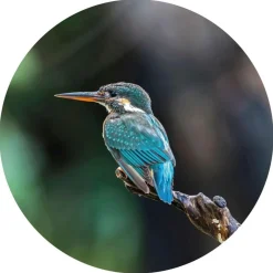 WallArt Papier peint cercle The Kingfisher 142,5 cm